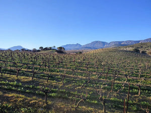 La Mariota - Renaissance in Roussillon