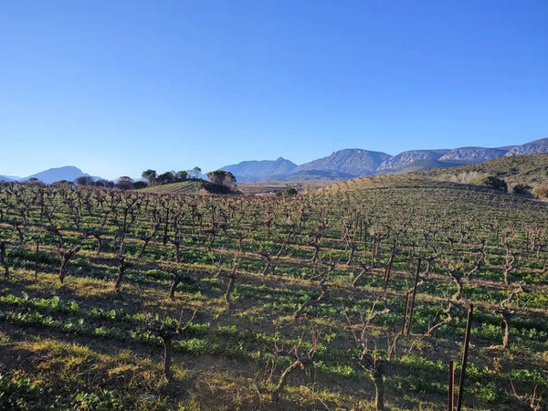 La Mariota - Renaissance in Roussillon