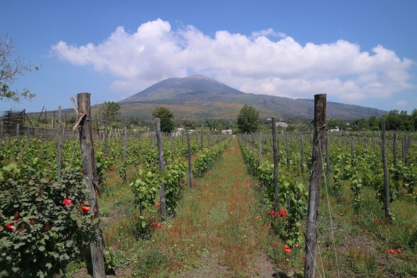 Wine Class: "Happy Country" - A Historical tour of Ancient and Contemporary Campania w/ Sam McClain-Best Wine Class-Accent Wine-Columbus Wine-Wine Shop-Wine Store-Wine Pairing-Wine Gift-Wine Class-Wine Club-Downtown Columbus-Sommelier