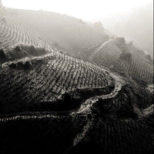 Wine Class: Syrah Masterclass w/ Gregory Stokes-Accent Wine-Columbus Wine-Wine Shop-Wine Pairing-Wine Gift-Wine Class-Wine Club-Downtown Columbus-Sommelier