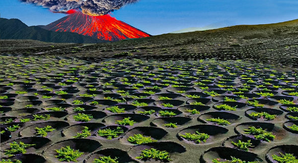 Wine Class: Volcanic Wines w/ Emma Criswell-Accent Wine-Columbus Wine-Wine Shop-Wine Pairing-Wine Gift-Wine Class-Wine Club-Downtown Columbus-Sommelier