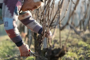 G.B. Burlotto Accent