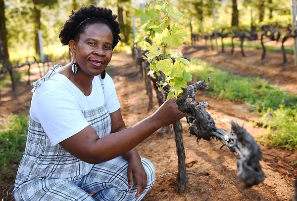 Aslina-Wines AccentColumbus Ohio Wine Shop Wine Store Wine Tasting Wine Classes