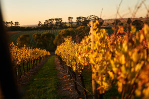By-Farr AccentColumbus Ohio Wine Shop Wine Store Wine Tasting Wine Classes