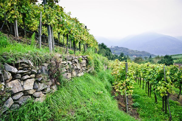 Wine Class: "Weinguts & Rieds" - Exemplary Austrian Winemakers and their Estates w/ Sam McClain-Best Wine Class-Accent Wine-Columbus Wine-Wine Shop-Wine Store-Wine Pairing-Wine Gift-Wine Class-Wine Club-Downtown Columbus-Sommelier