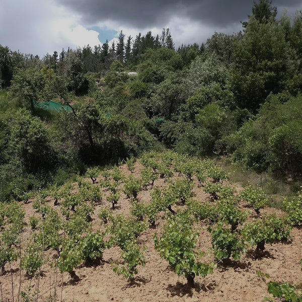 Wine Class: "Dark Side of the Moon": A review of Contemporary Producers of Chile and Argentina w/ Sam McClain-Best Wine Class-Accent Wine-Columbus Wine-Wine Shop-Wine Store-Wine Pairing-Wine Gift-Wine Class-Wine Club-Downtown Columbus-Sommelier